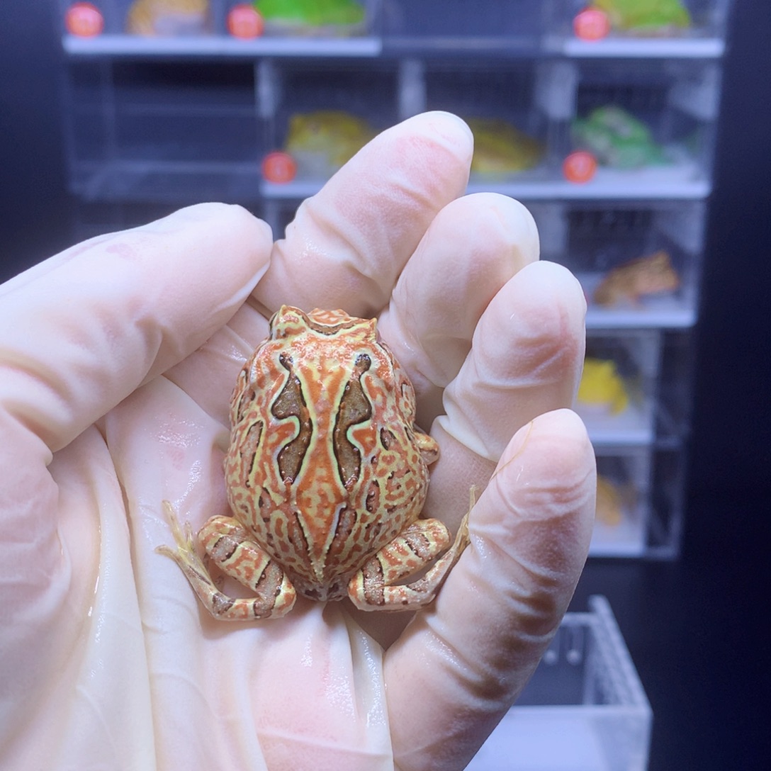 角蛙闪购角蛙专拍链接