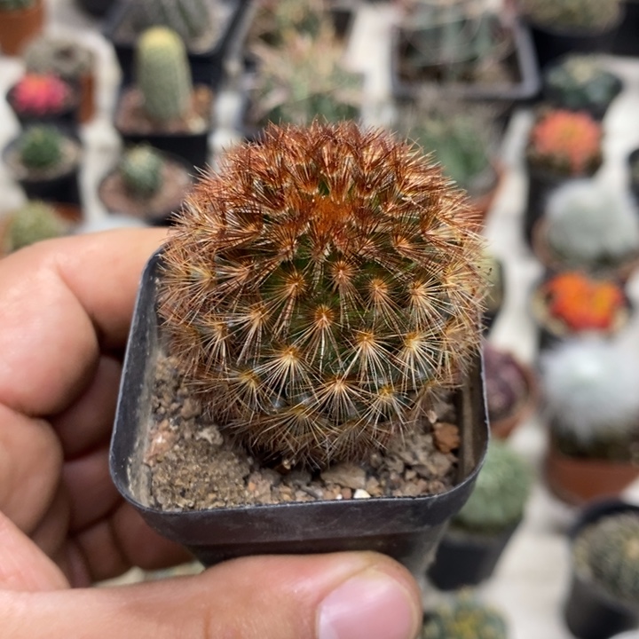 红刺嘉文丸特价福利