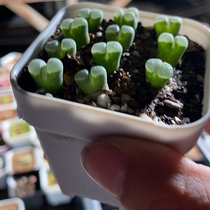 y400极窗风铃一颗。    