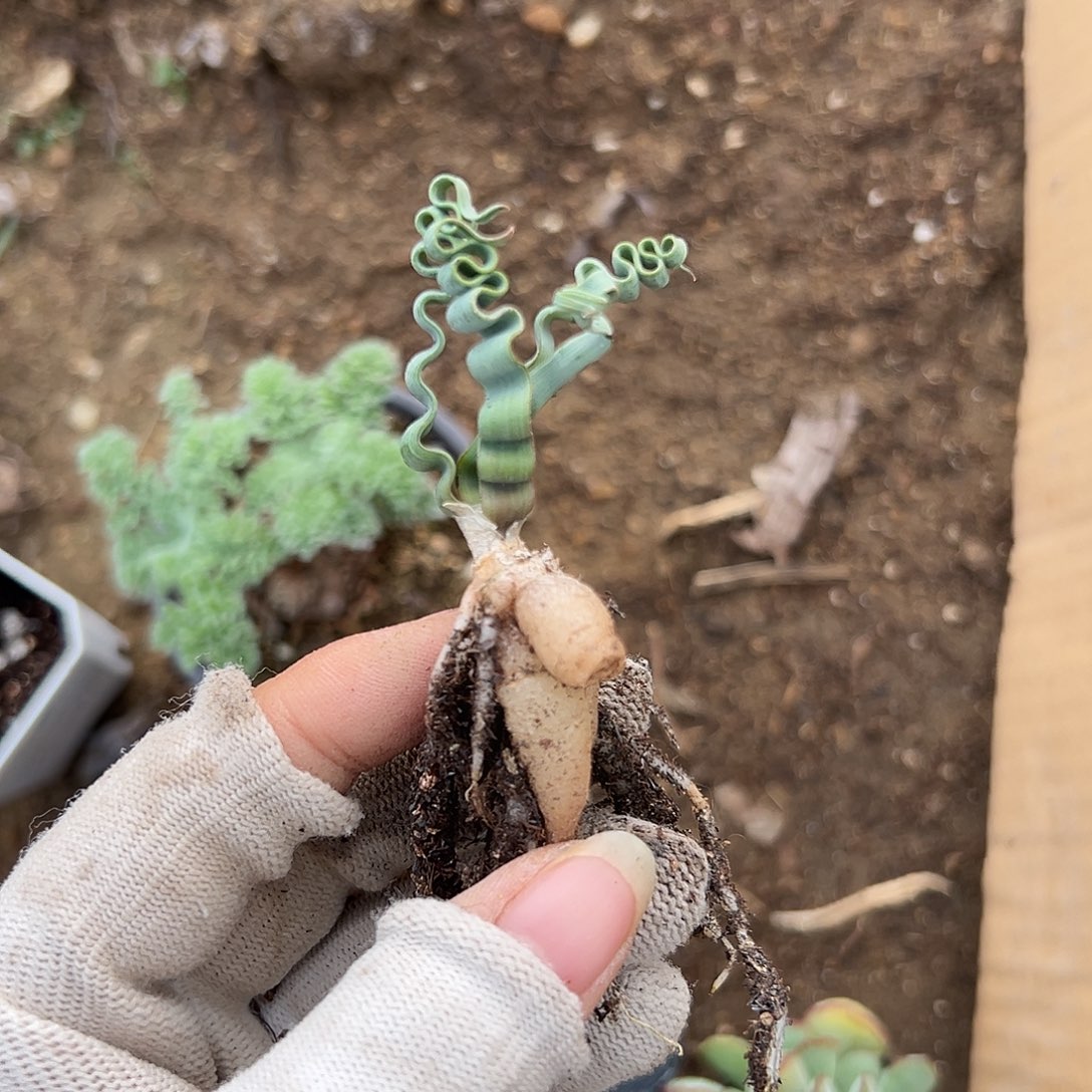 杜呃呃呃呃呃呃呃呃呃