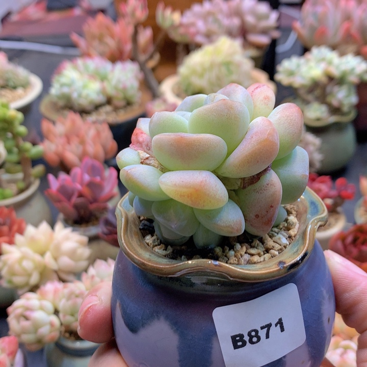 一物一拍含盆土满38包邮B871