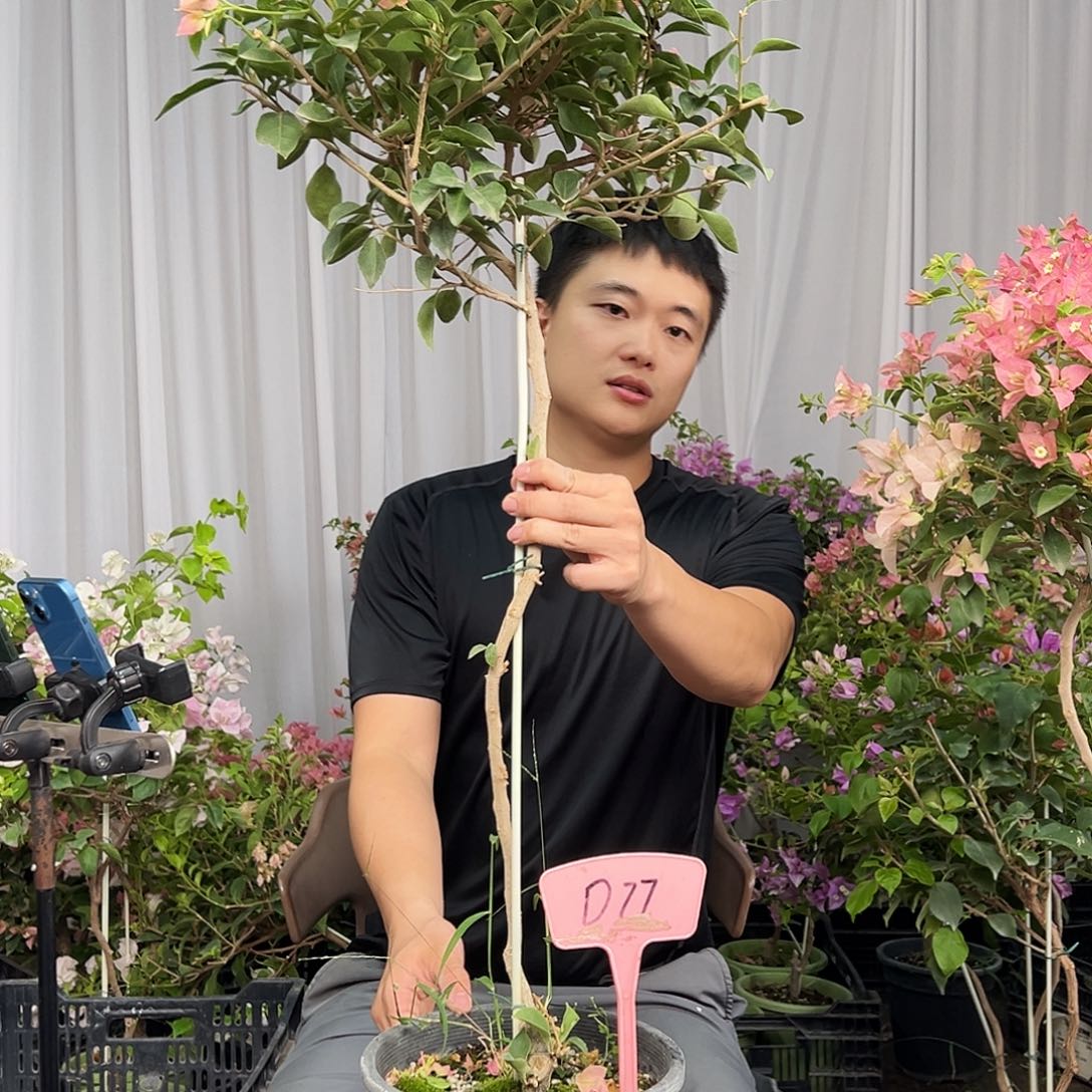 三***光当前无花栽培后可以开花D77卡亚塔