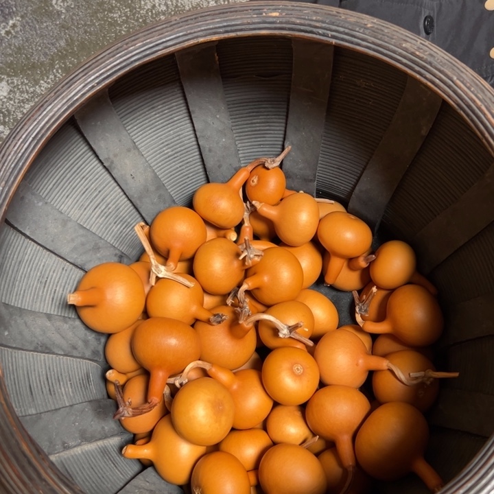 葫芦葫芦葫芦葫芦葫芦