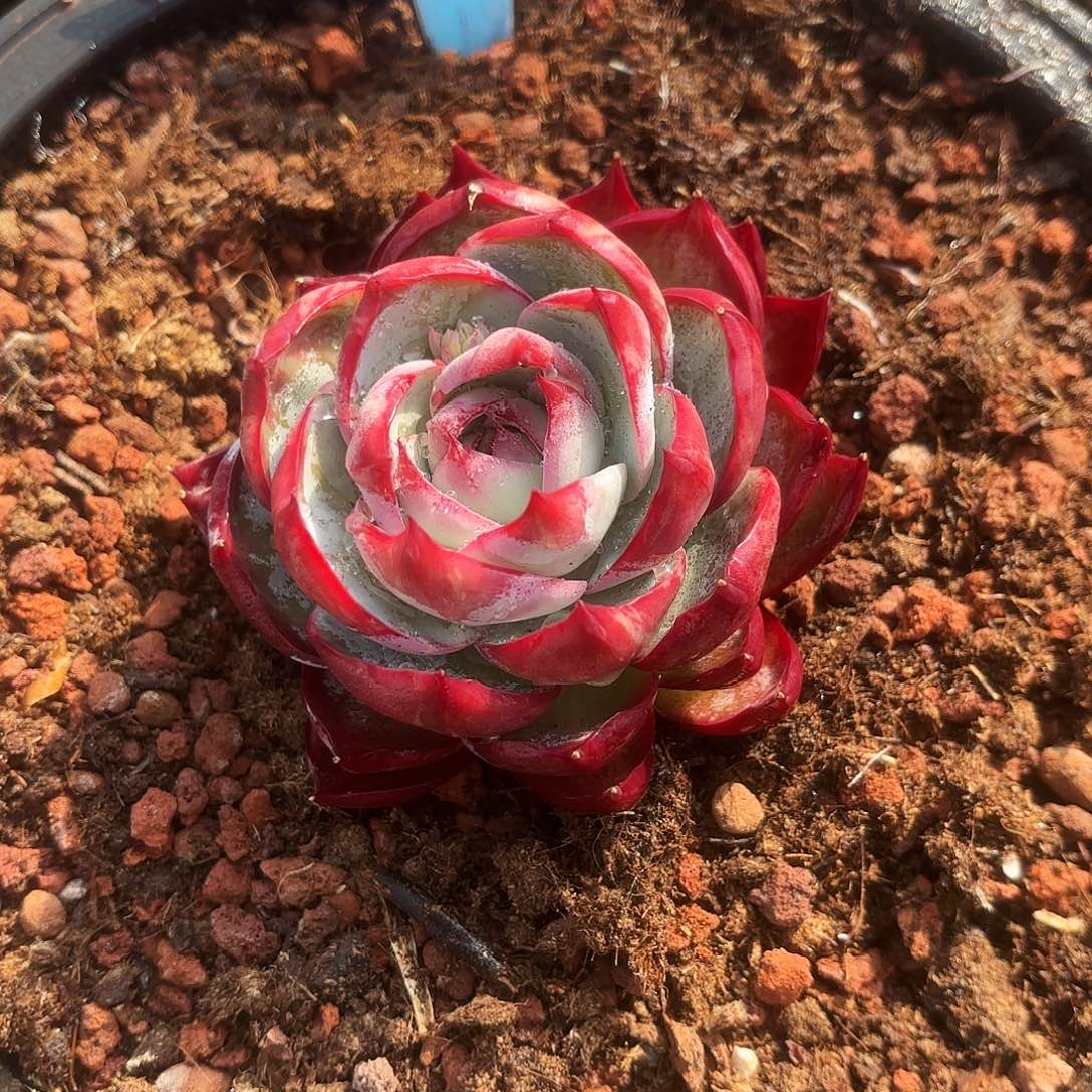 香****娜塔里木马鹿天