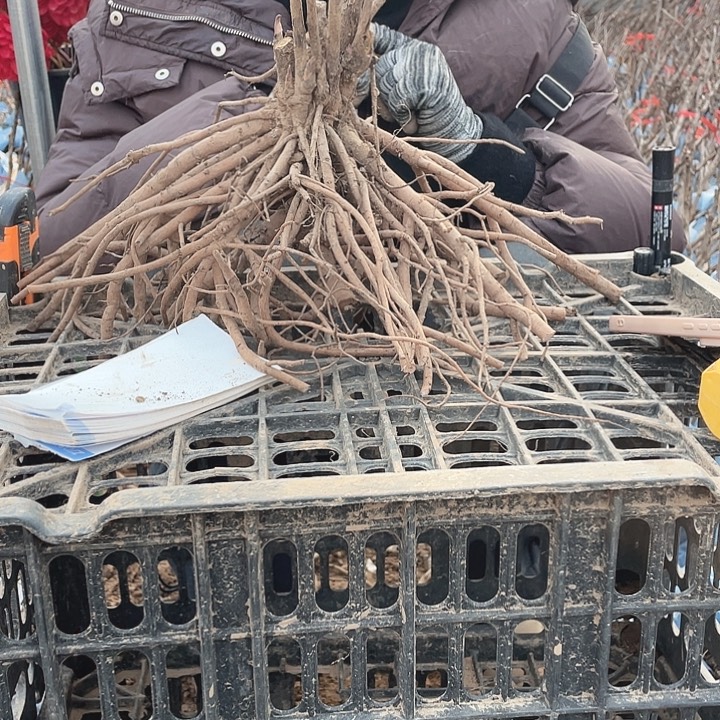 完全开放牡丹花开