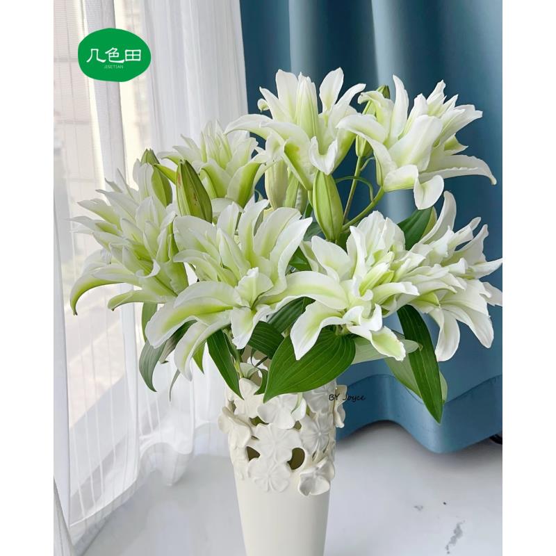 夏日耐养S级多头艾莎----重瓣百合云南直发鲜花