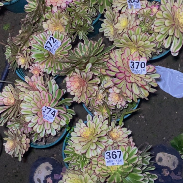 朵*白月光27-6花花花花花组合 6个