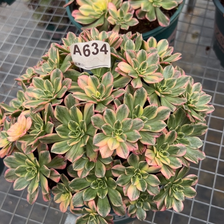634甜茶20厘米左右