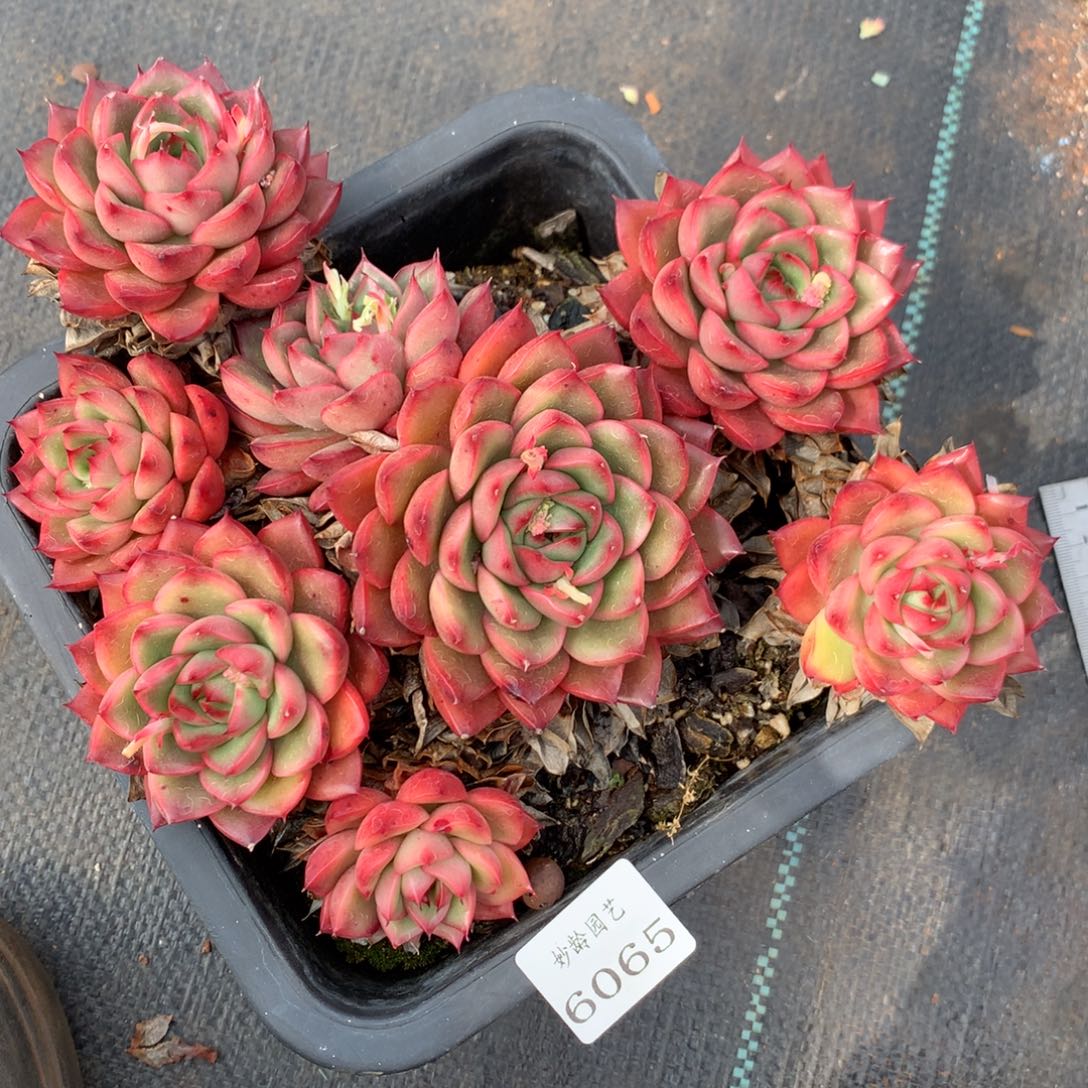 6065杂交精品基地22厘米