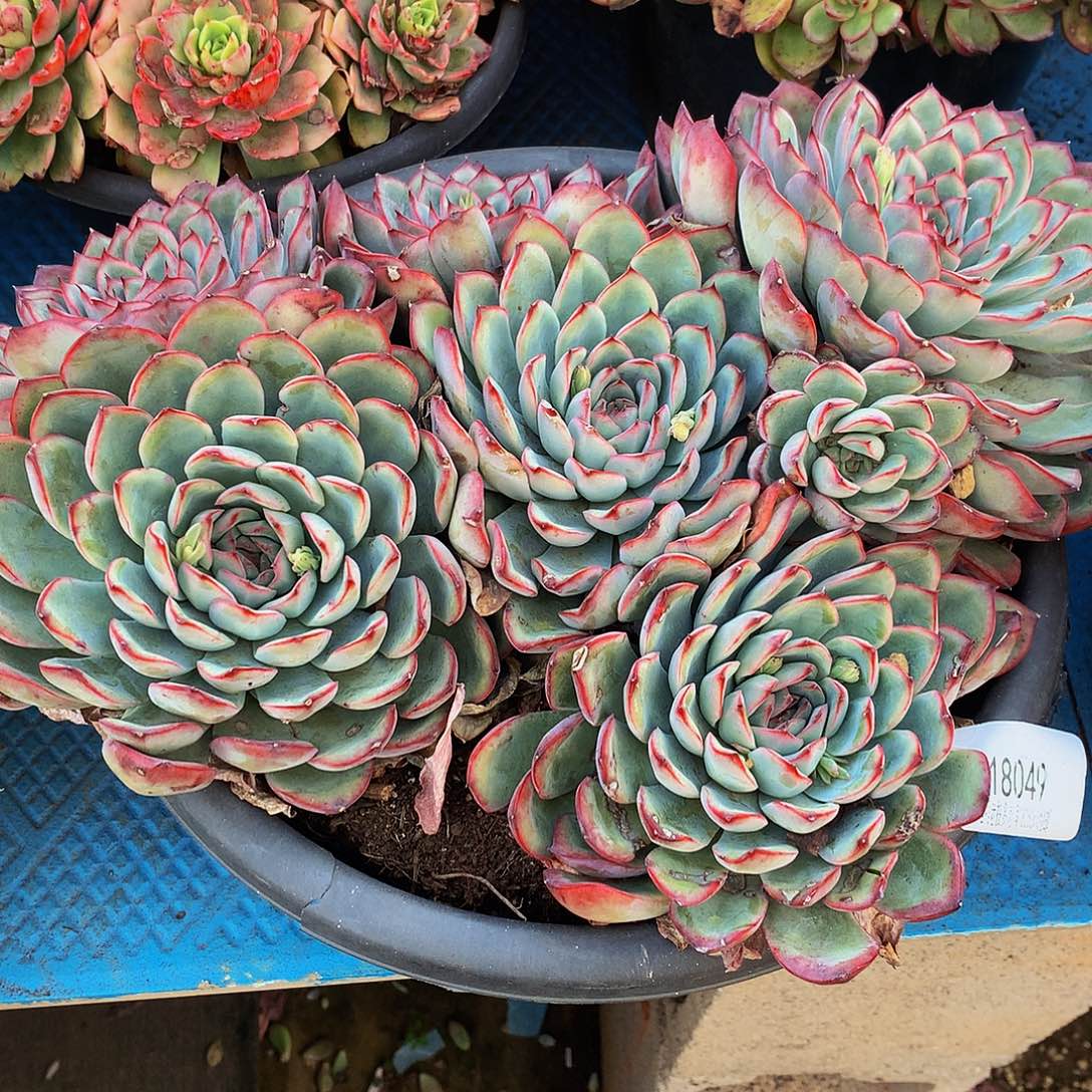 荷花18049多肉多肉