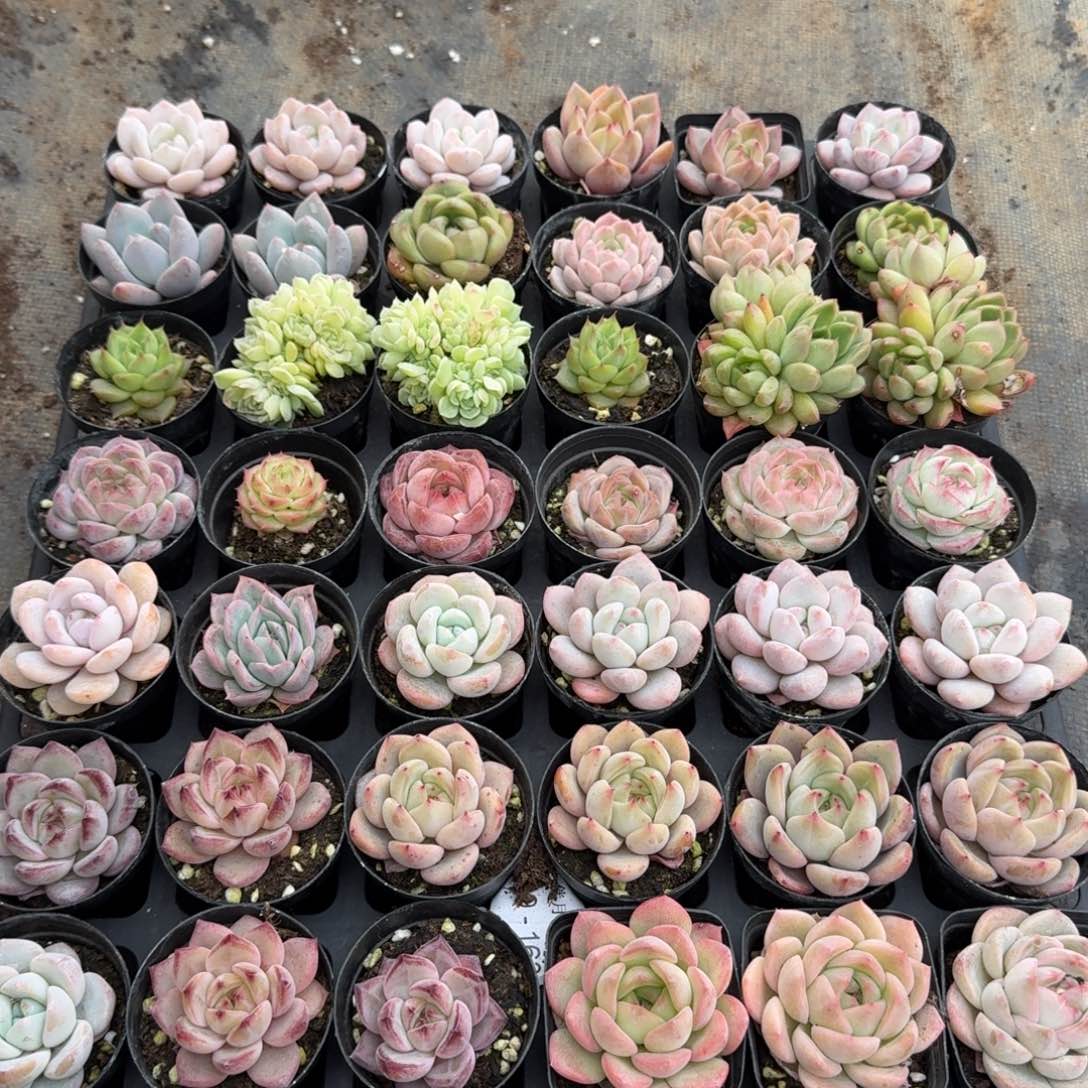 多肉杂交一物一拍23-28