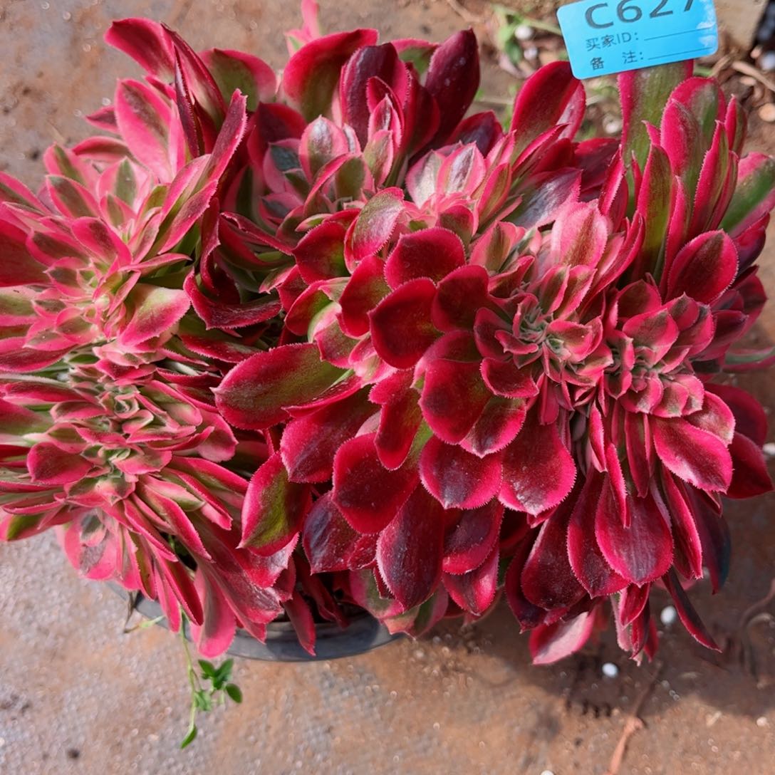 多肉植物627红袖