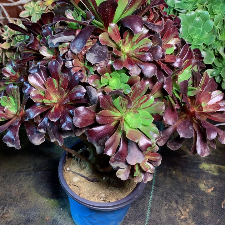 813欧若拉多肉111111