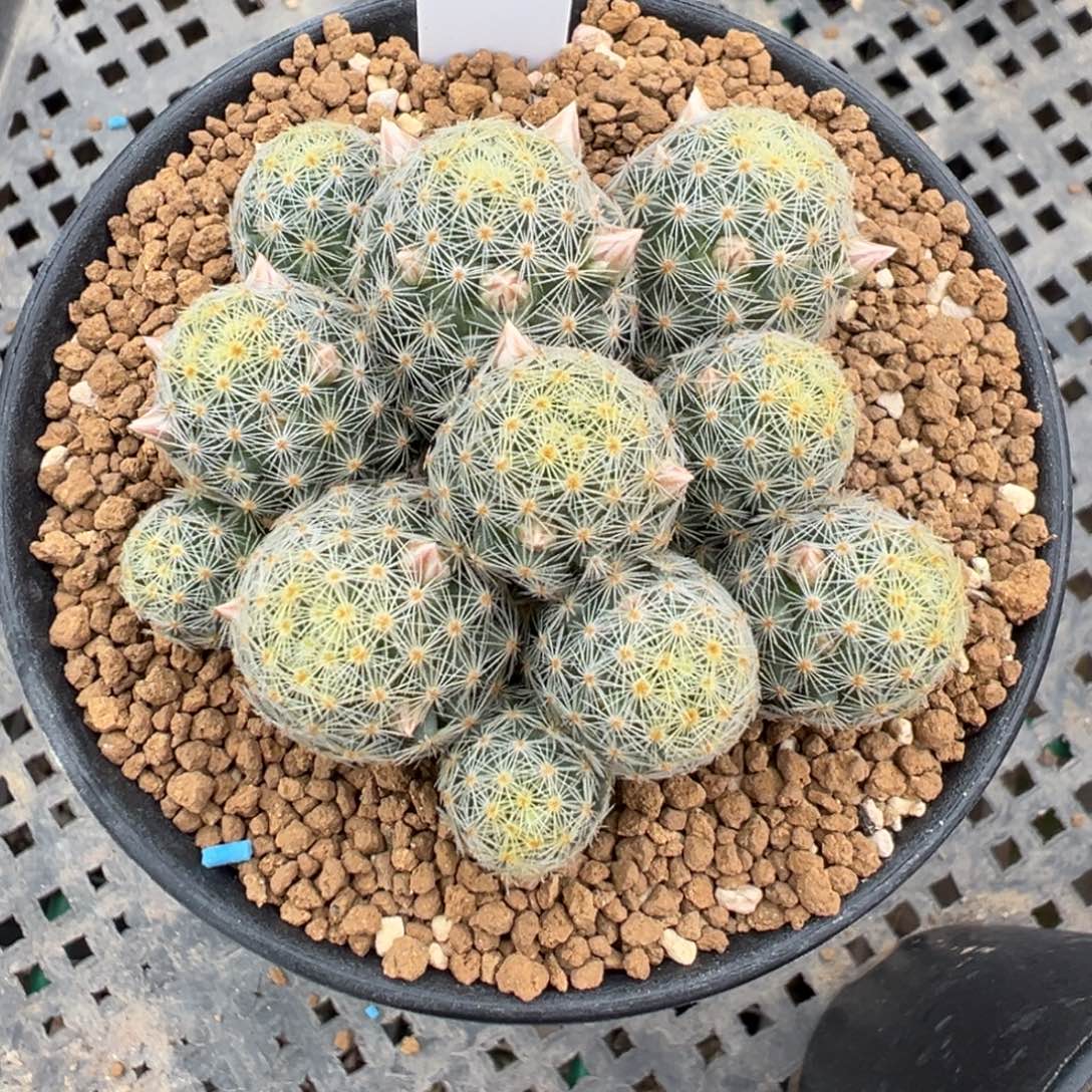 474实生根吉赛尔多肉植物带盆土