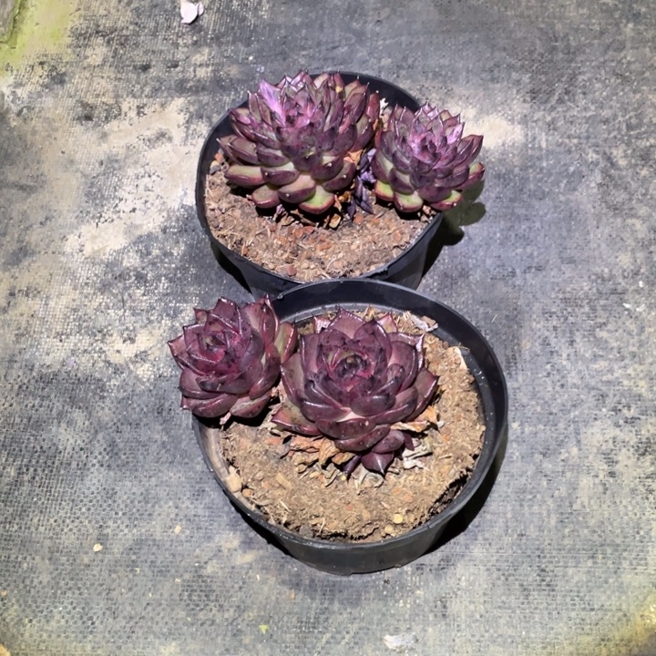 雨***！黑精控两颗一物一拍