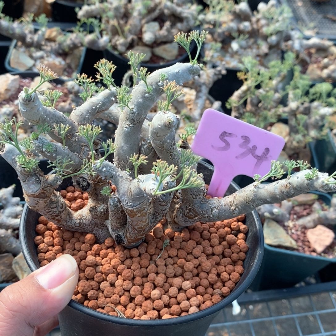 黑皮月界多肉植物