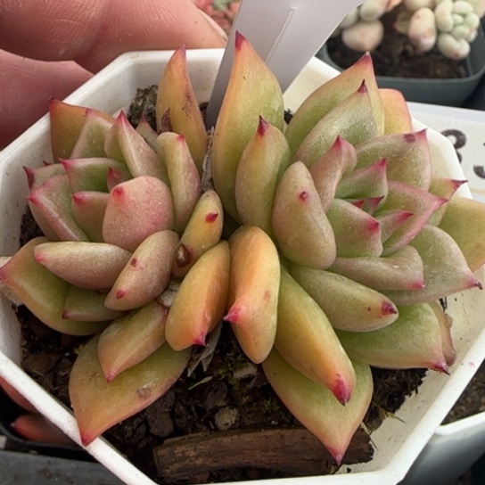 221蔷薇一物一拍多肉