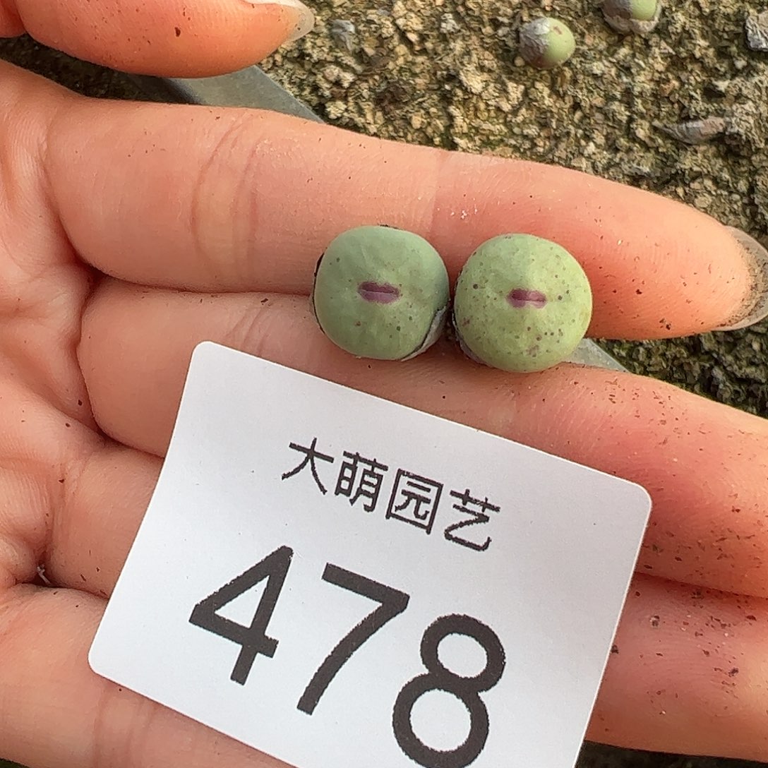 一物一拍M4×D6。     478