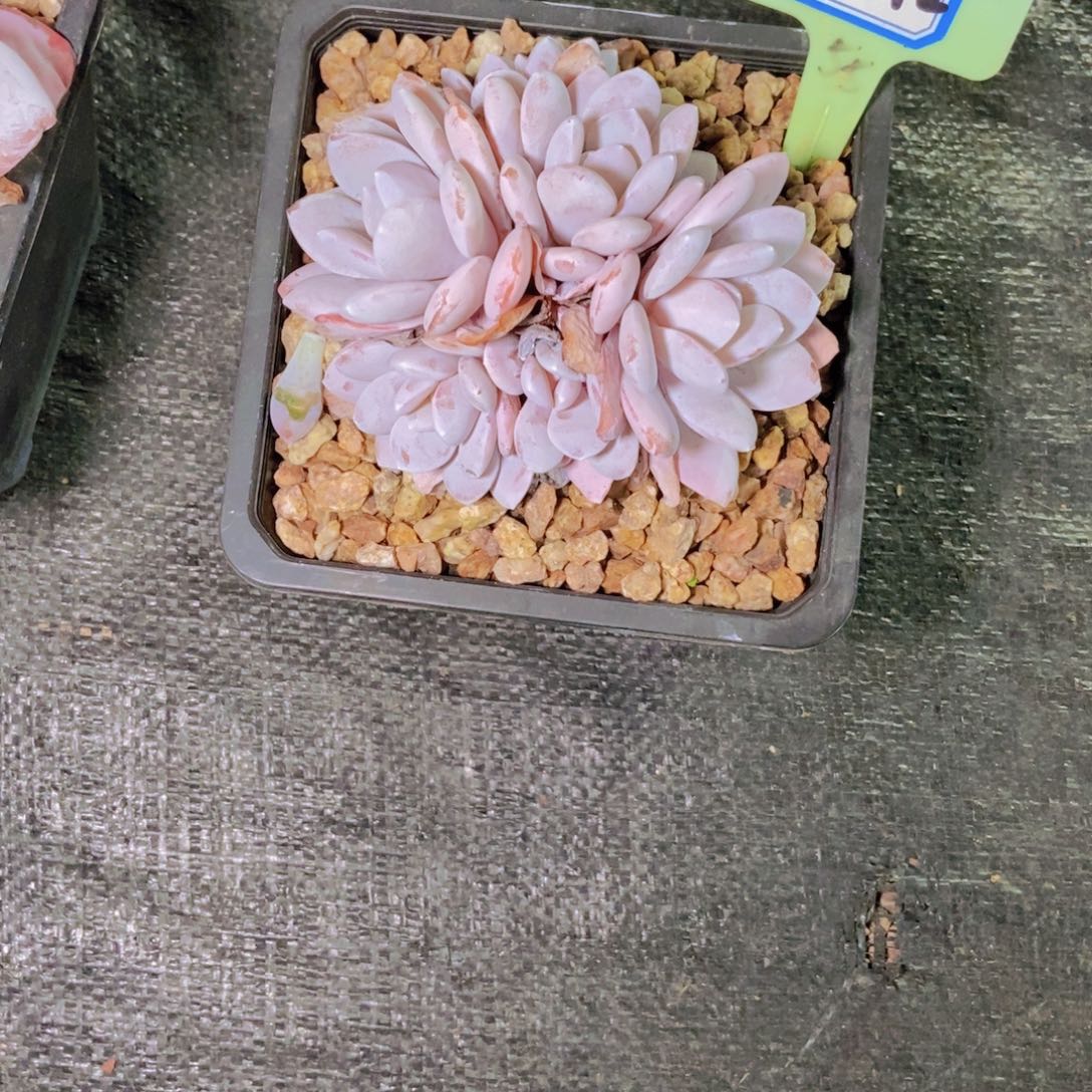 当***归2542雪莲群一颗一