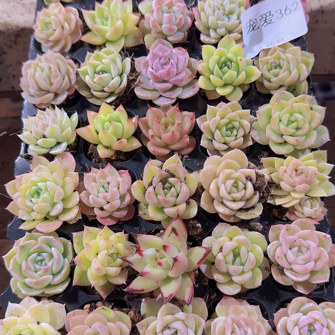 直播福利一物一拍362