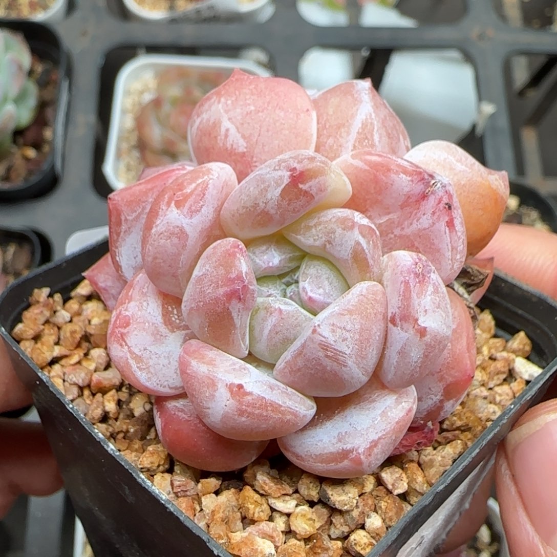 一物一拍冰魄26102