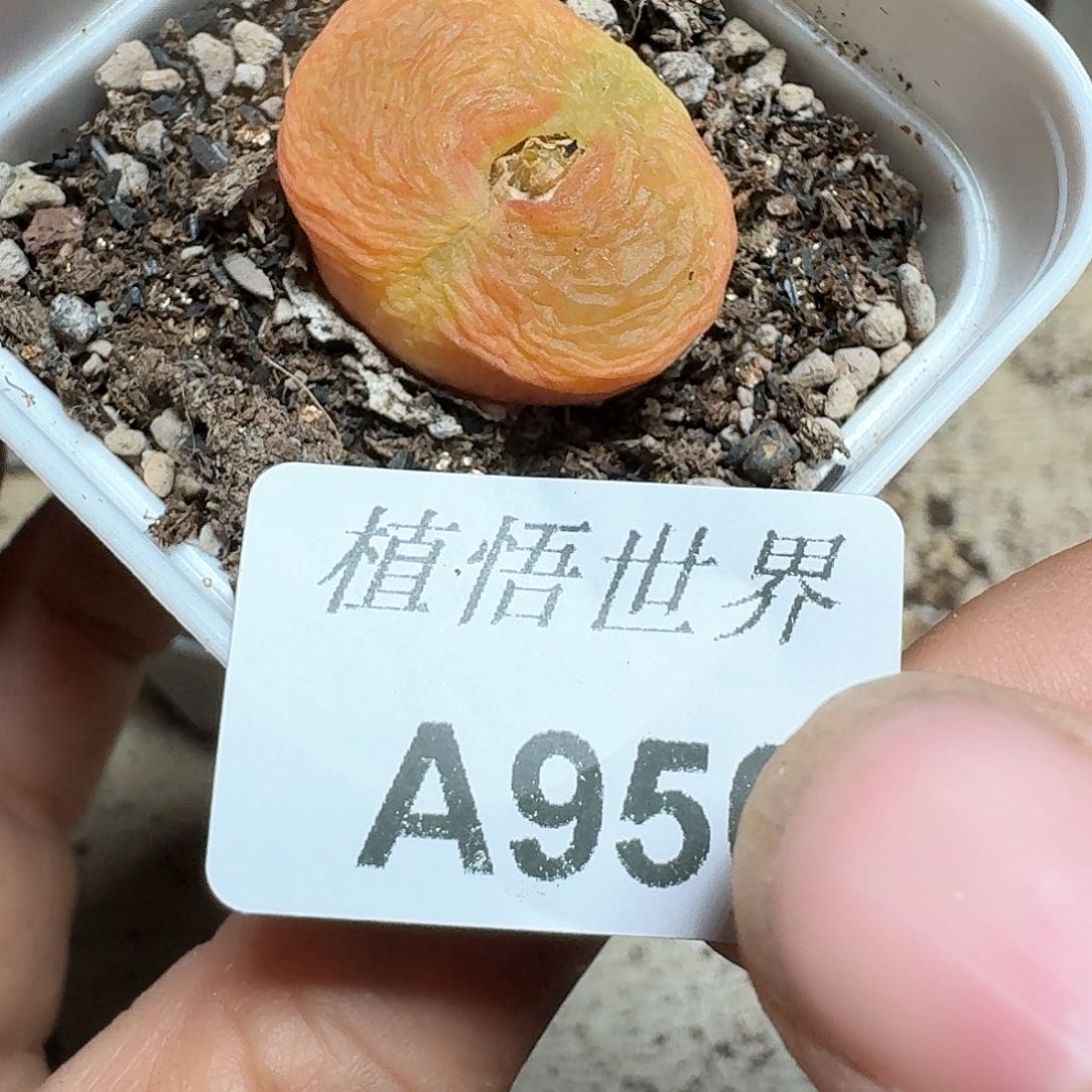 950号多肉植物哇f g