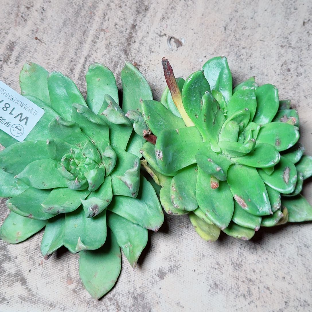 花***唠1875绿拇指仙女杯多肉