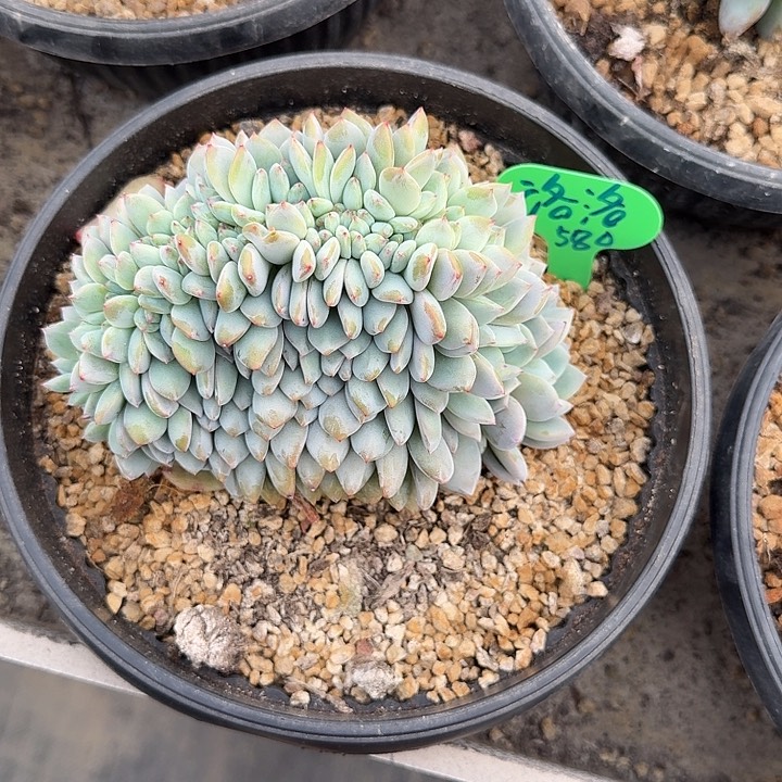 无花朵洛*一物一拍星影缀化