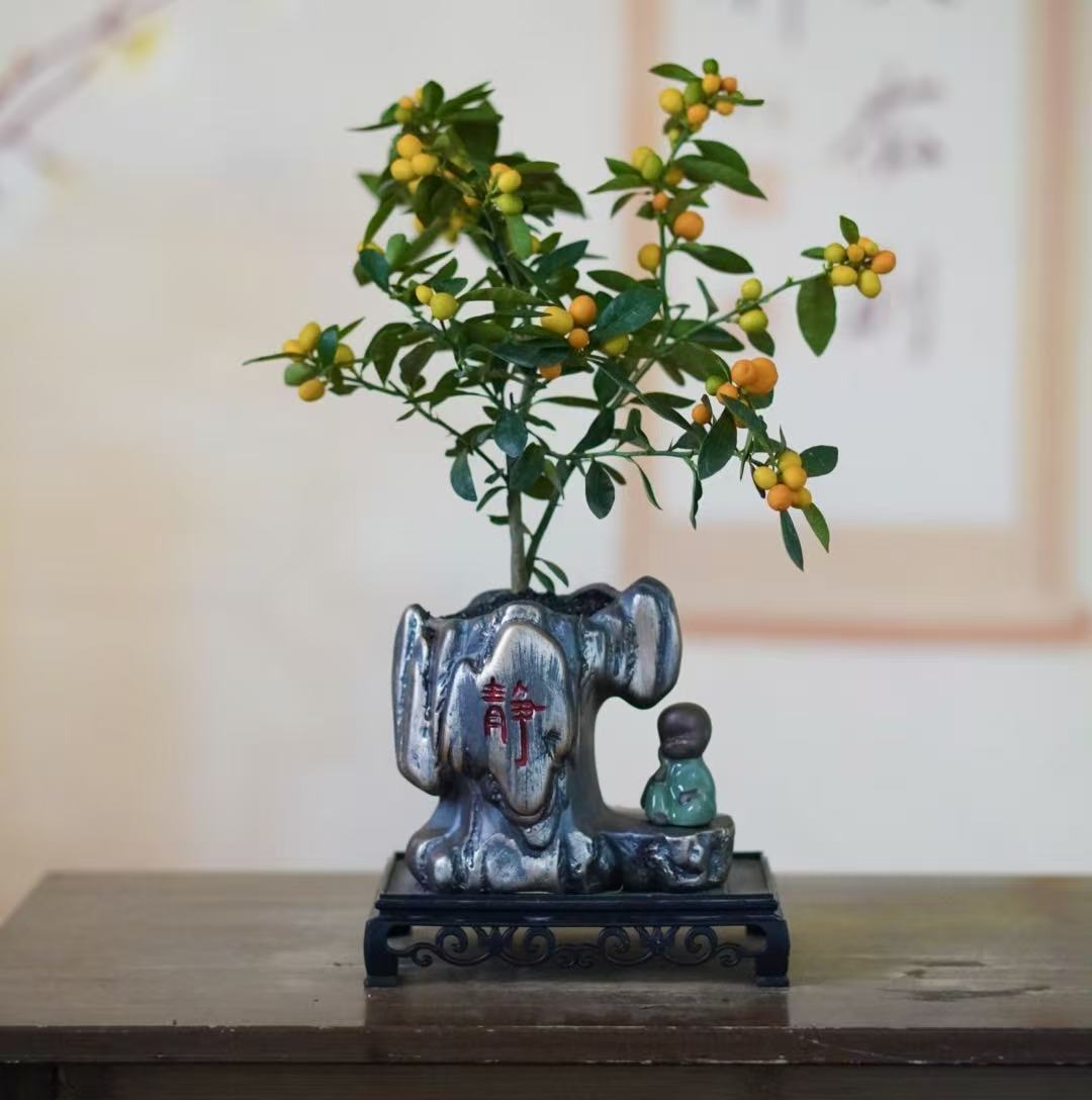 福豆豆金色豆植物好养活带果子发