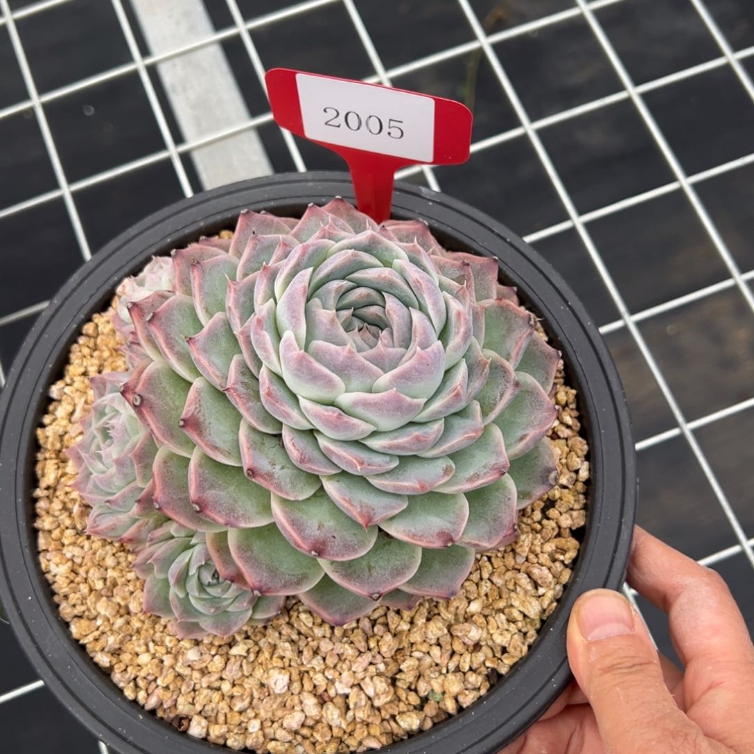 做**婆2005肉多么多哦多么多哦