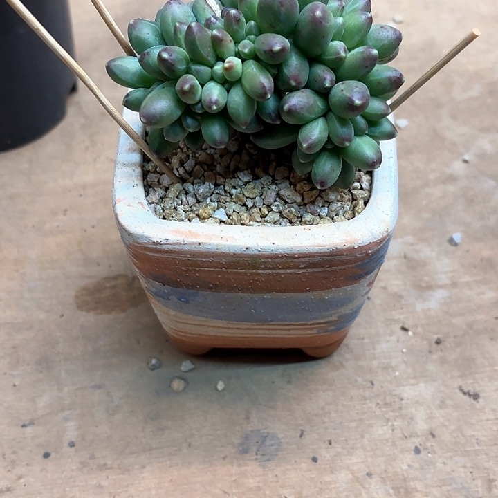 多肉植物，千代田缀
