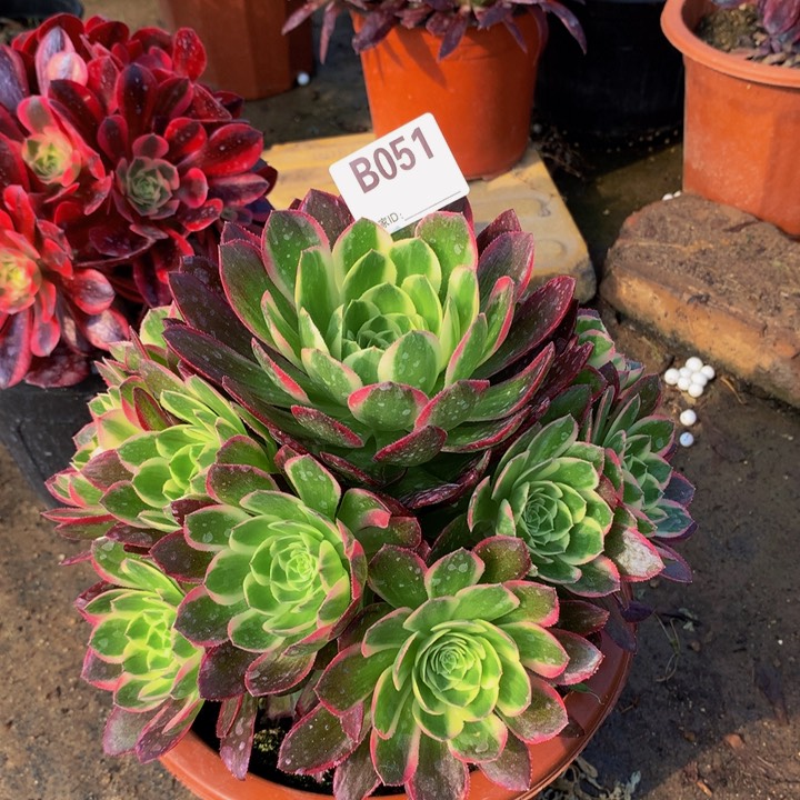 051海王锦嫩桩法师