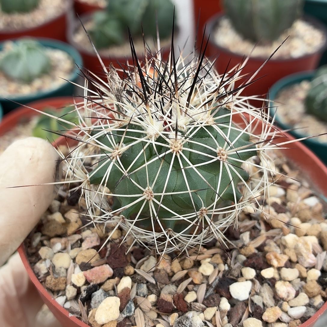 她***事无花朵红梅殿！！！！！