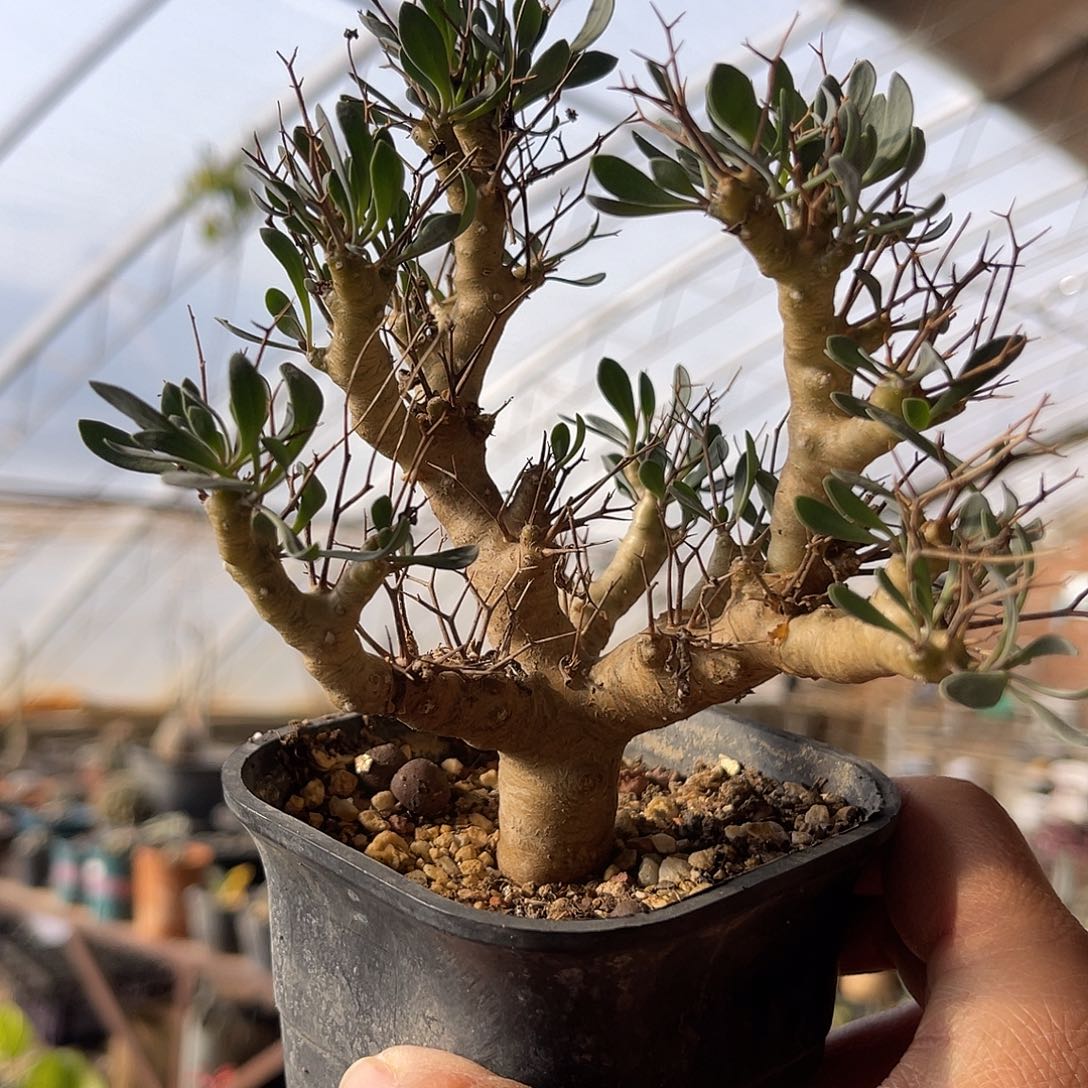 实生黑鬼殿厚敦菊