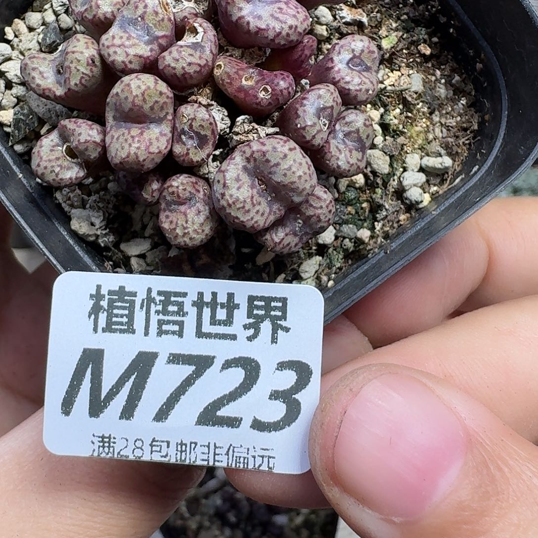 多肉植物的润泽cbnn