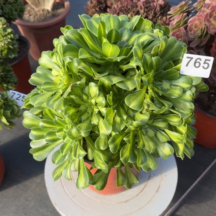 多肉植物琉璃法师765