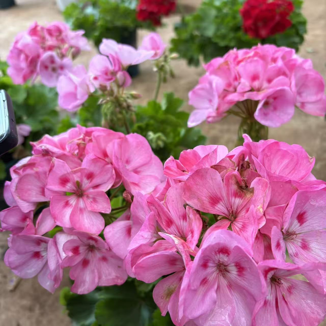 天使之吻天竺葵带花苞发货大花秋重瓣四季开花阳台庭院花卉