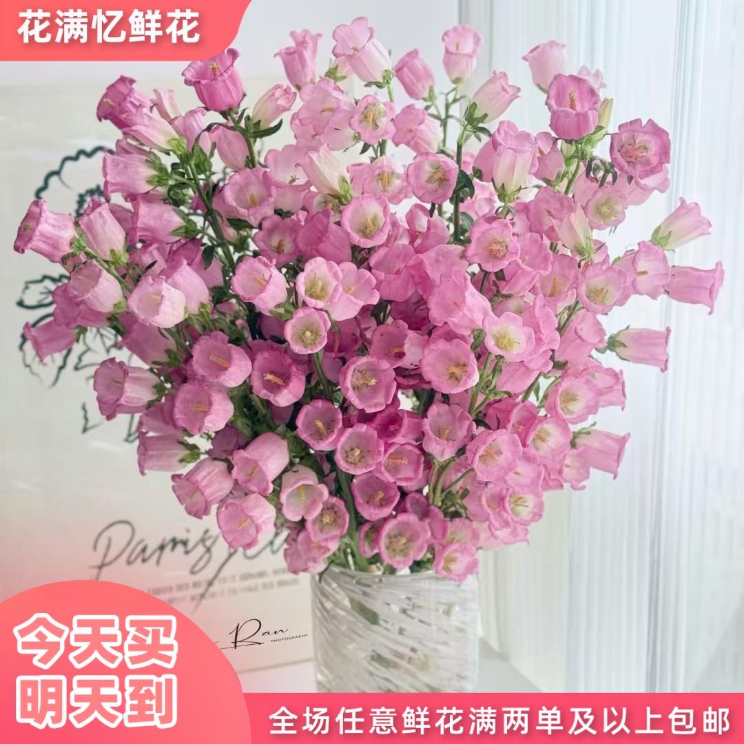 次日达-【粉色风铃】6-8枝粉色风铃鲜花直播任意两单升级顺丰包邮三单送随机花瓶一个