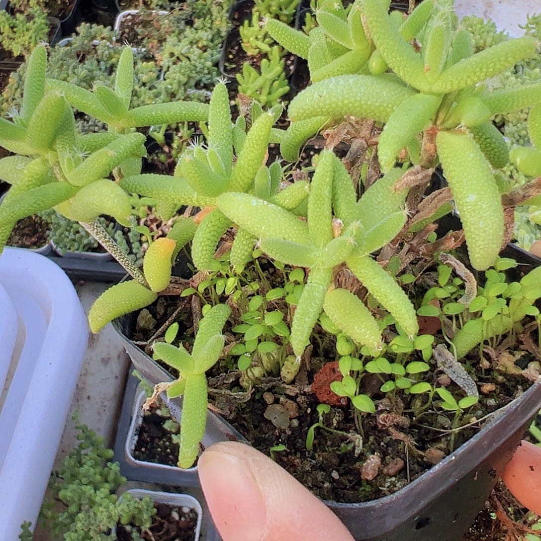 玉米枝干19包邮多肉植物