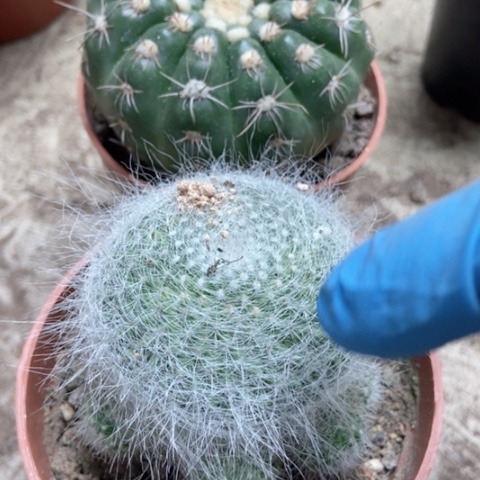 白毛余温选美玉20米