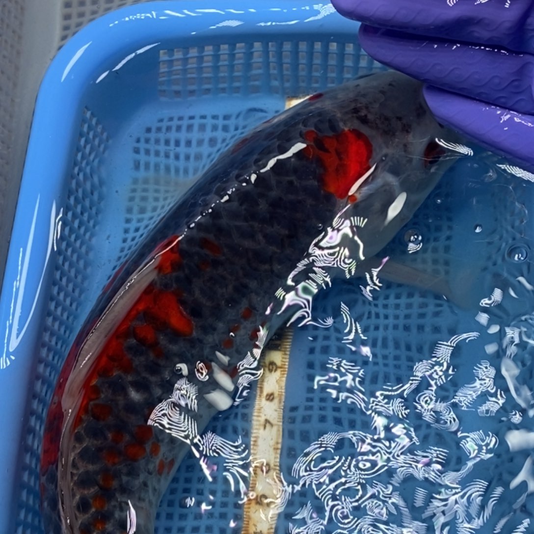 锦鲤冷水锦鲤包邮