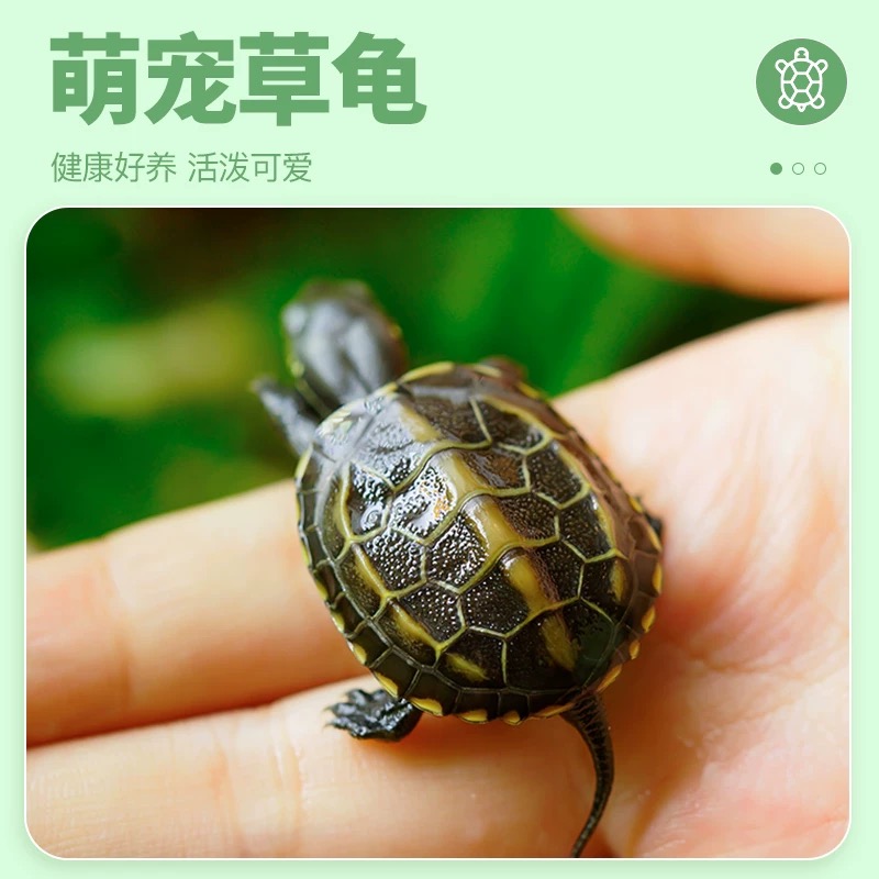 顶墨活体小乌龟中华草龟外塘深水龟苗宠物观赏冷水龟苗