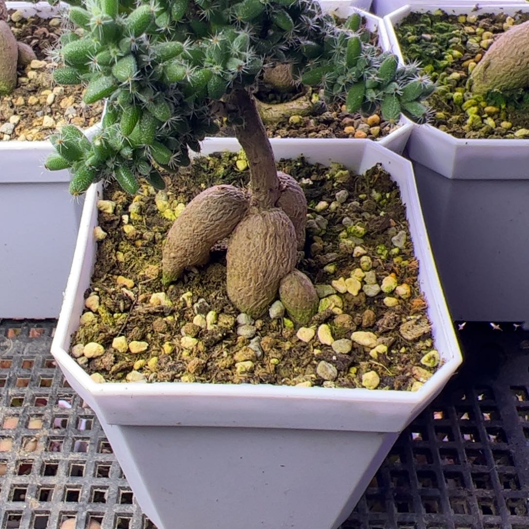 瓜***呱多肉植物枝干继红小松
