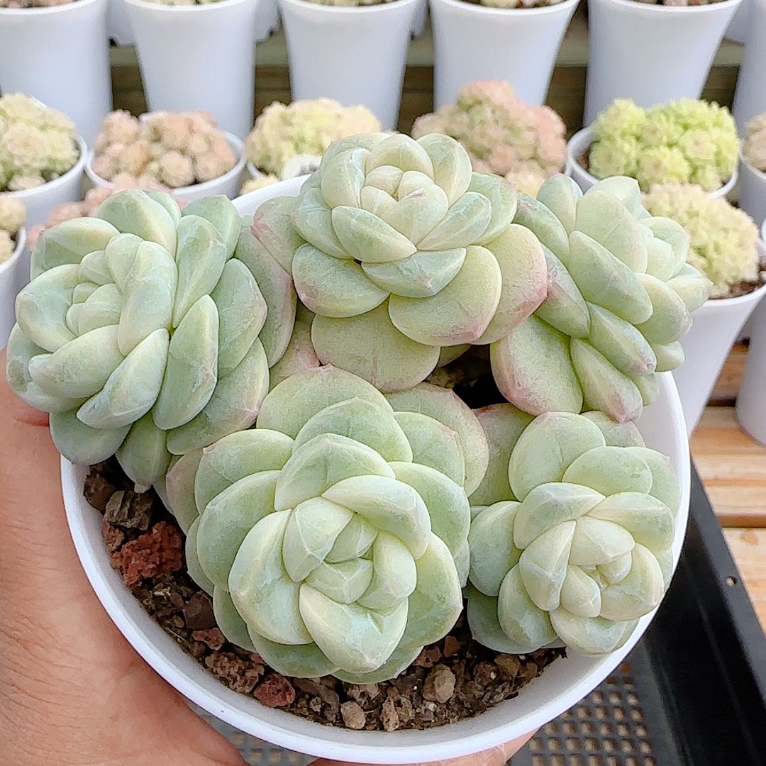 1224-74（云璃）优选