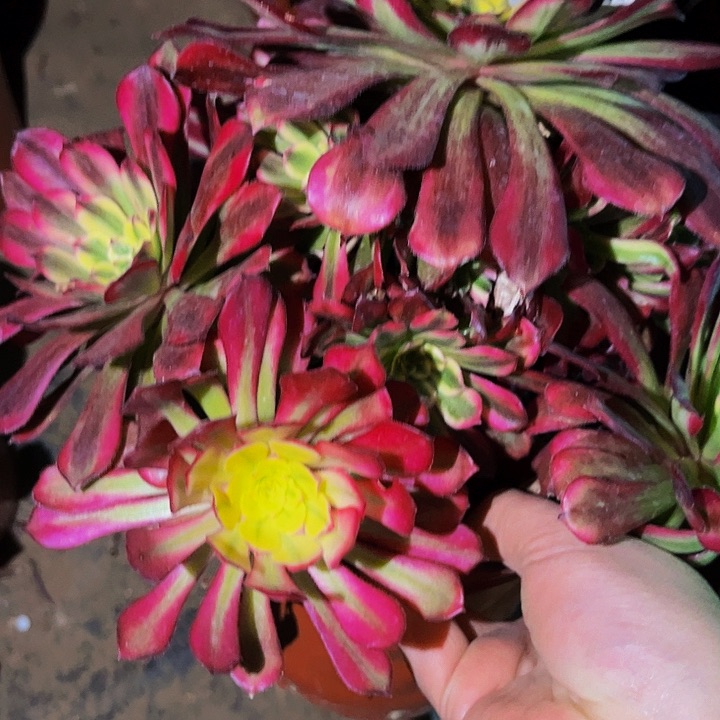 892潘帕斯多肉植物处理不售后