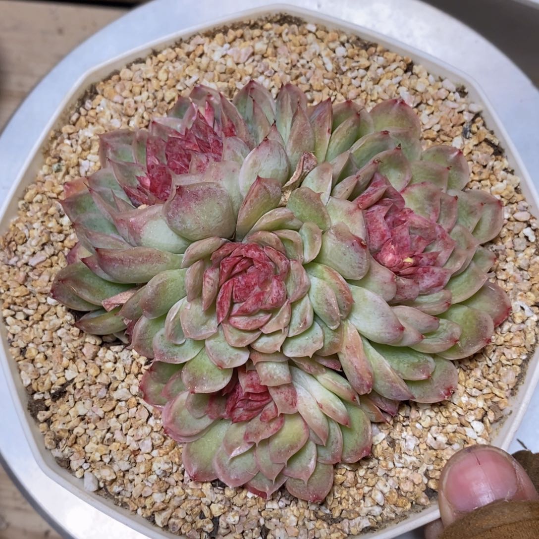 可问主播品种，下滑链接更多品种多肉选择