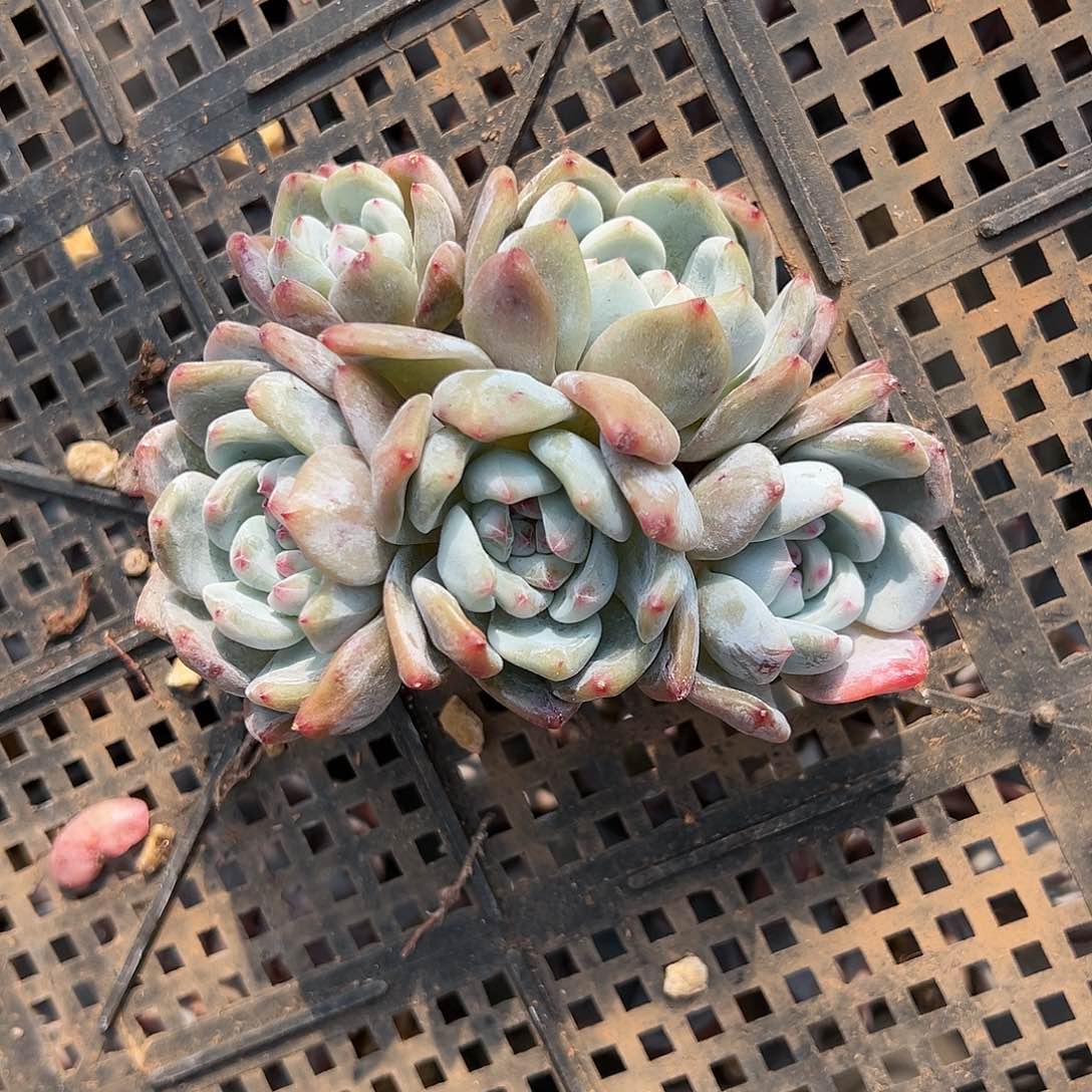 fhxhggvvvcgvgvvvvvgg