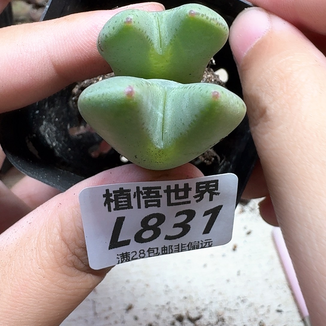 多肉植物的润泽cbn