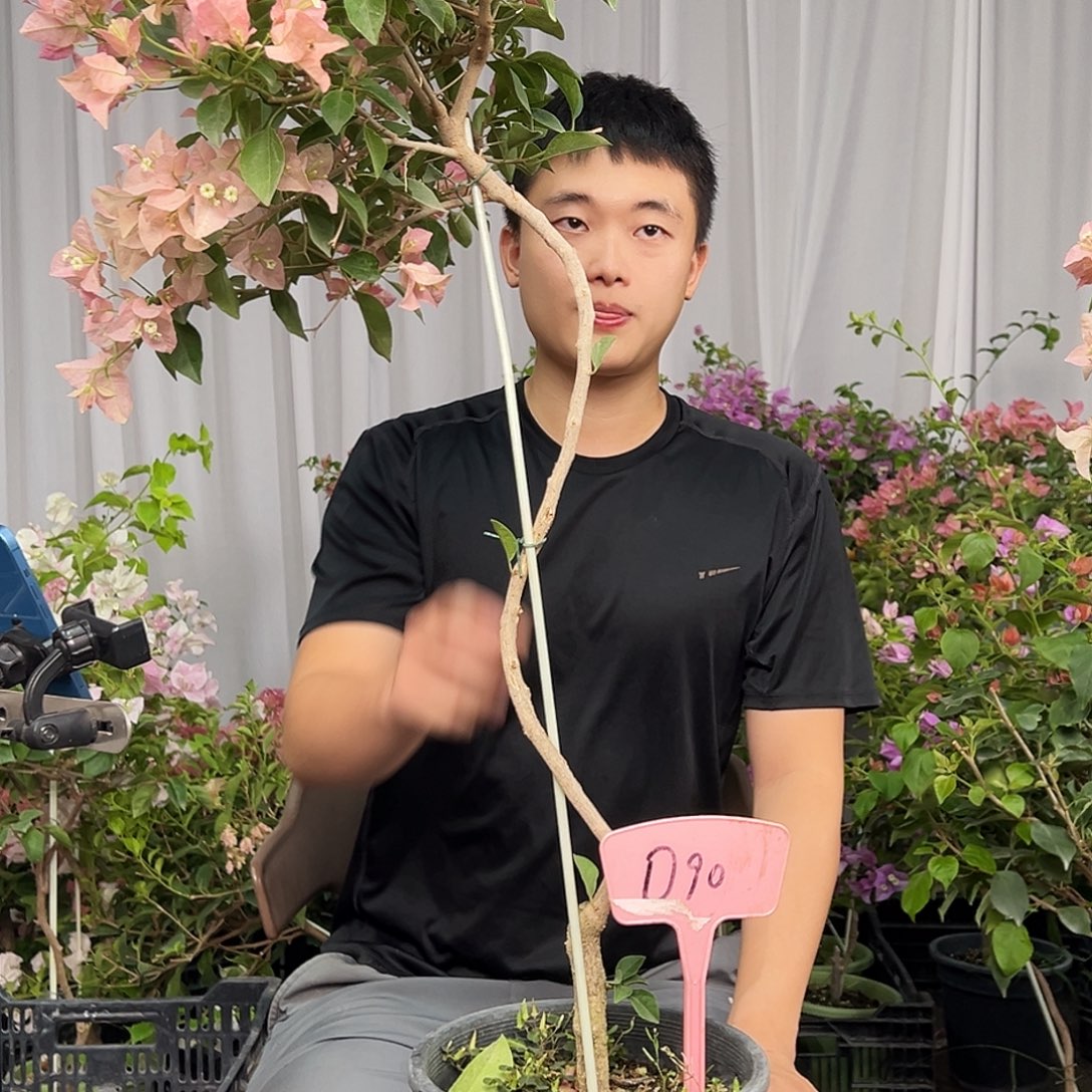 女****当前无花栽培后可以开花D90卡亚塔