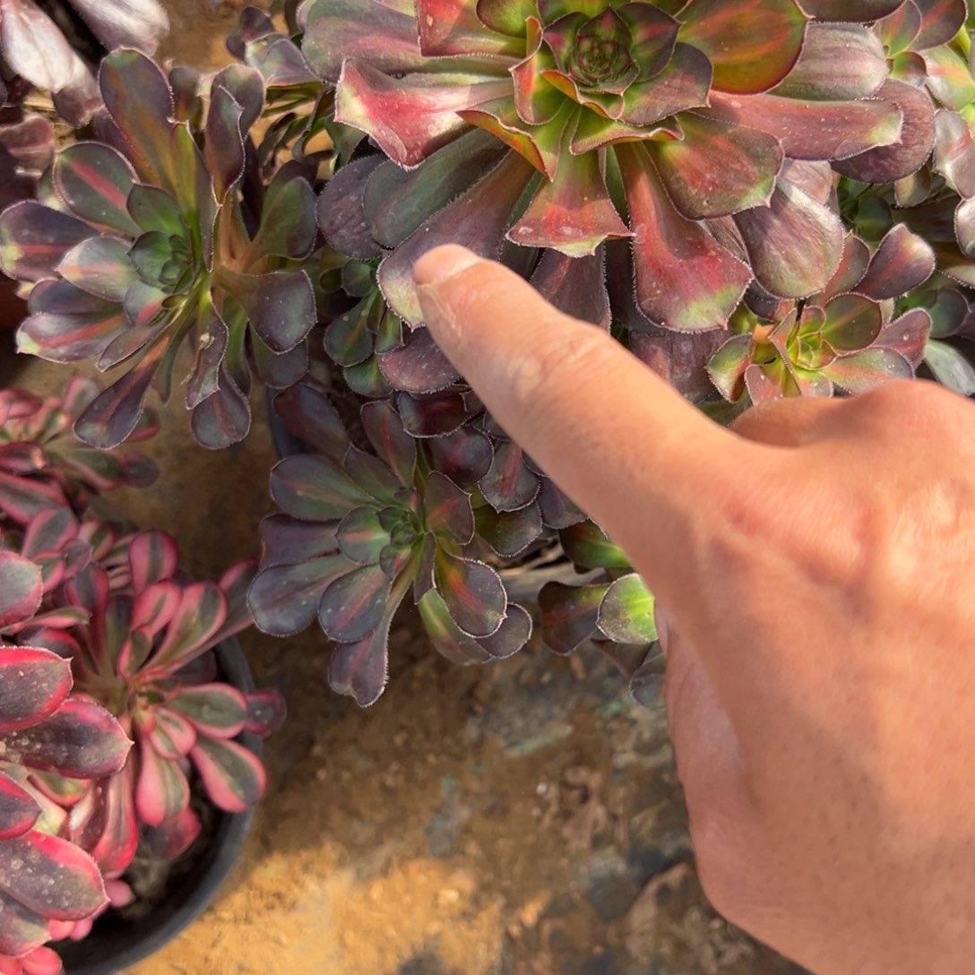 70晚霞多肉植物法师
